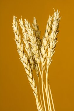 Sarı buğday kulakları