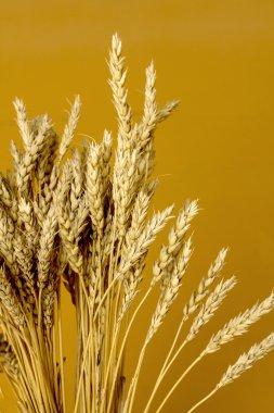 Sarı buğday kulakları