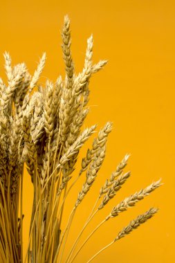 Sarı buğday kulakları