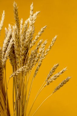 Sarı buğday kulakları
