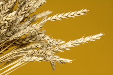 Sarı buğday kulakları