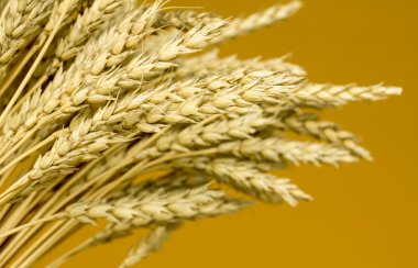 Sarı buğday kulakları