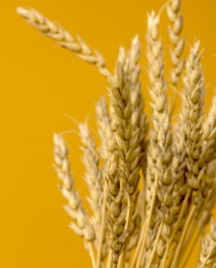 Sarı buğday kulakları
