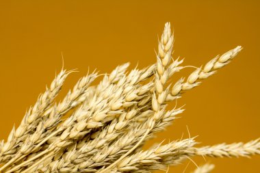 Sarı buğday kulakları