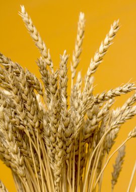Sarı buğday kulakları