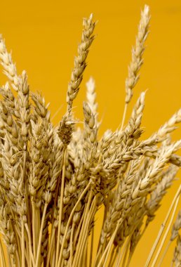 Sarı buğday kulakları