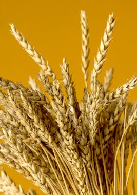 Sarı buğday kulakları