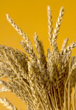 Sarı buğday kulakları