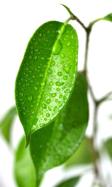 Regn droppar på löv — Stockfoto