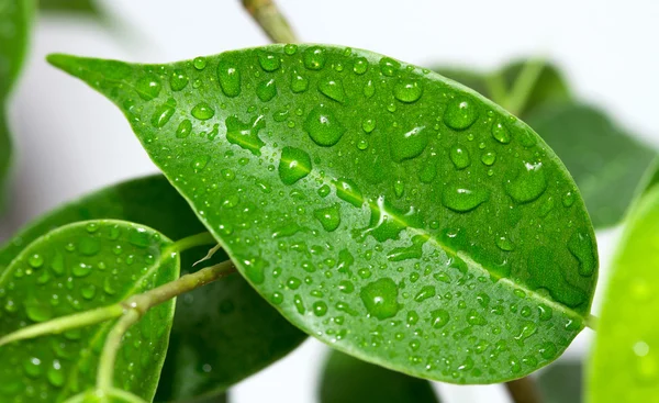 Regn droppar på löv — Stockfoto