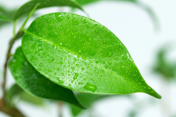 Regn droppar på löv — Stockfoto