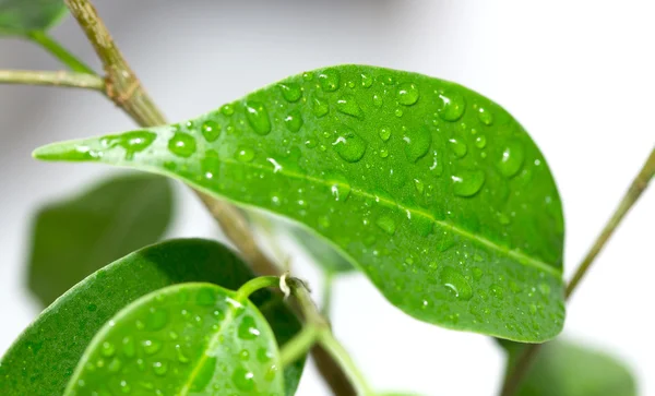 Regn droppar på löv — Stockfoto