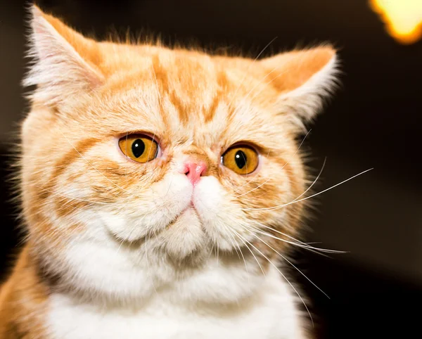 Bonito gato close-up — Fotografia de Stock