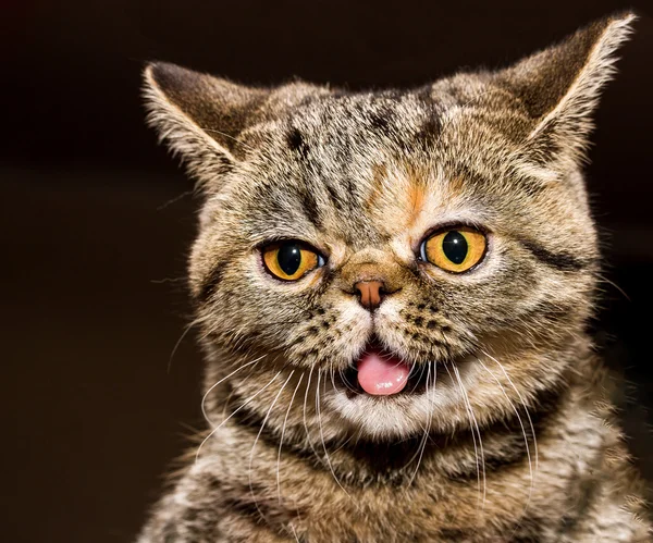 Bonito gato close-up — Fotografia de Stock