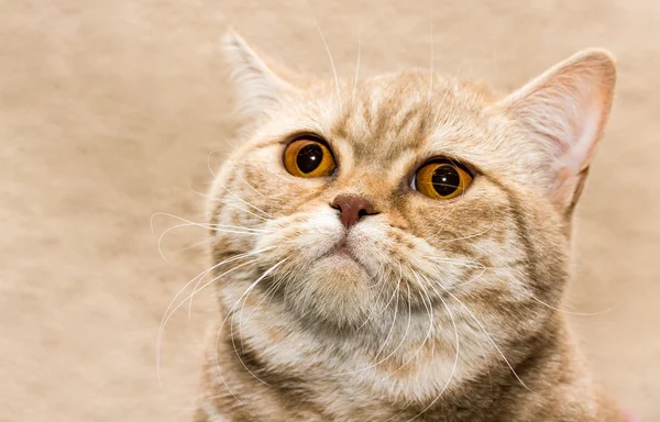 Bonito gato close-up — Fotografia de Stock