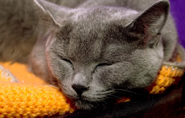 Gri kedi yakın çekim — Stok fotoğraf