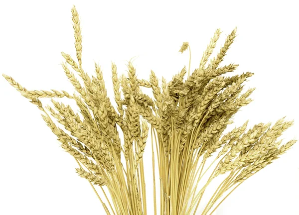 Hojas de trigo maduras —  Fotos de Stock