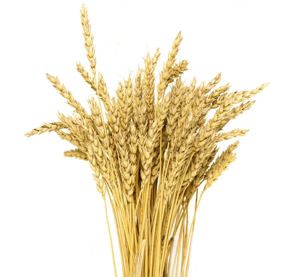 Orelhas de trigo maduras — Fotografia de Stock