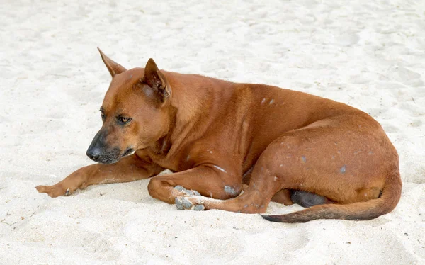 Rode hond is op het zand — Stockfoto
