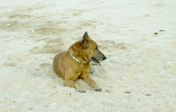 Le chien rouge est sur le sable — Photo