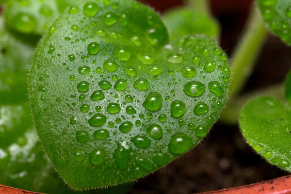 葉に雨が降り — ストック写真