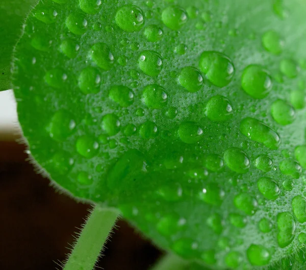 Rain drops on leaves — Stock Photo, Image