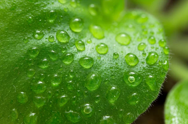 Gocce di pioggia sulle foglie — Foto Stock