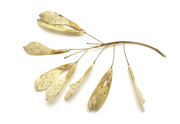Сухий Кленовий насіння — стокове фото