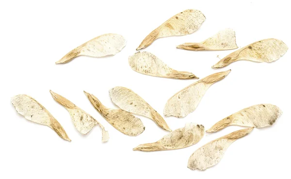 Dry maple seeds — Stock Photo, Image