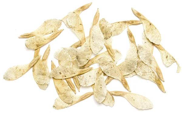 Dry maple seeds — Stock Photo, Image