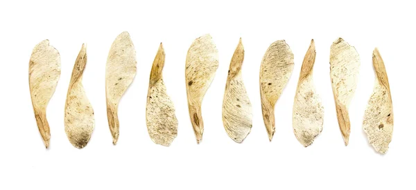 Сухие семена клена — стоковое фото