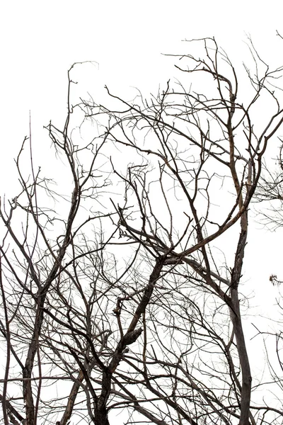 Branches d'arbres en hiver — Photo