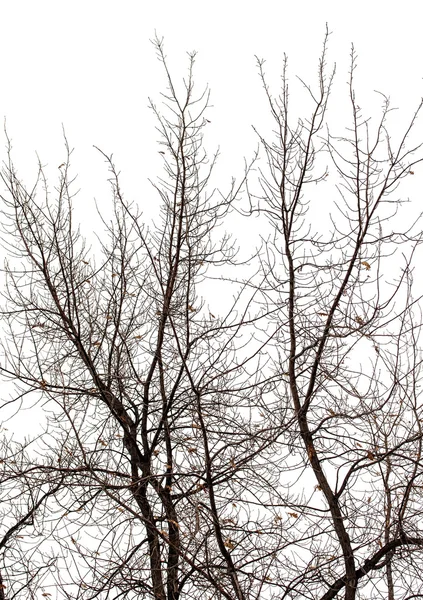 Ağaç dalları, kış — Stok fotoğraf