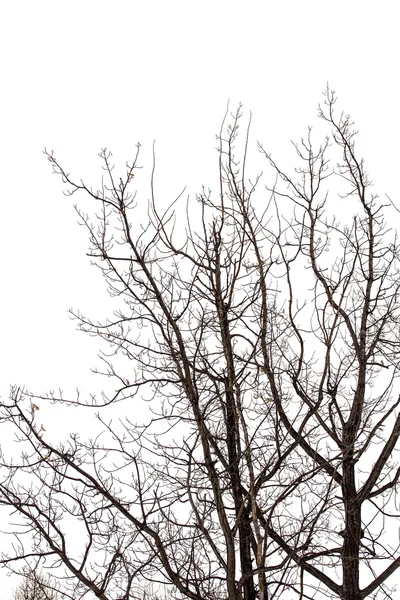 Äste im Winter — Stockfoto