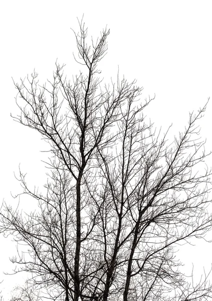 Branches d'arbres en hiver — Photo