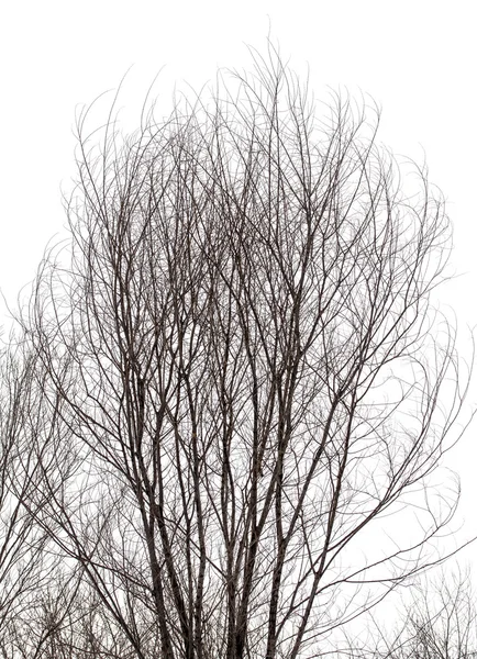 Las ramas de los árboles en invierno — Foto de Stock