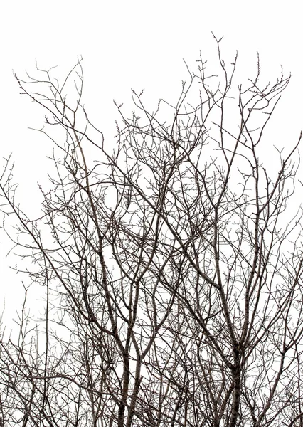 Branches d'arbres en hiver — Photo