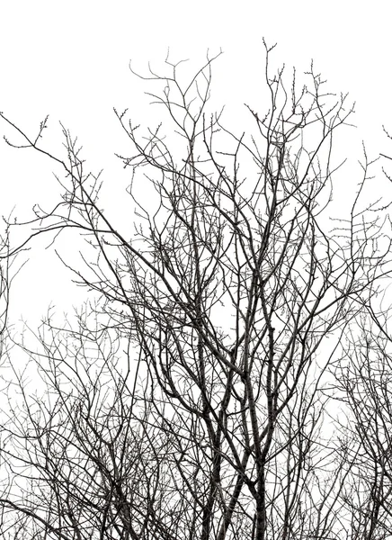 Tree branches at winter — Stock Photo, Image