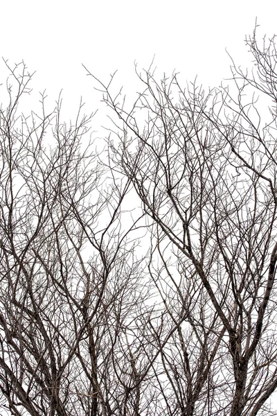 Κλαδιά δέντρων στο χειμώνα — Φωτογραφία Αρχείου
