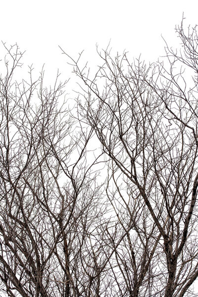 Tree branches at winter