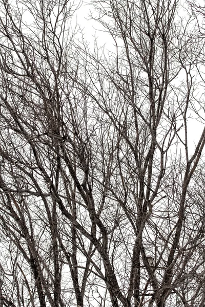 Rami di alberi in inverno — Foto Stock
