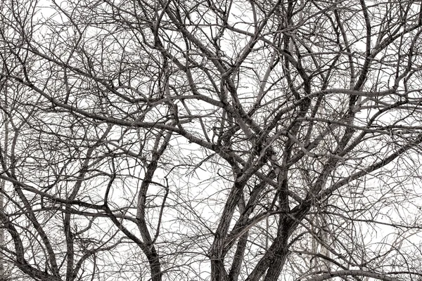 Ramos de árvores no inverno — Fotografia de Stock