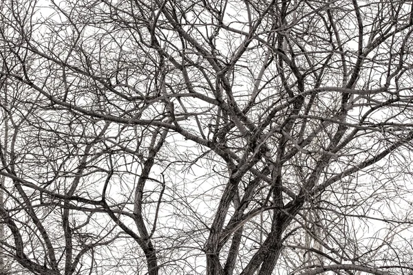 Branches d'arbres en hiver — Photo