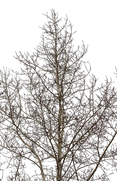 Äste im Winter — Stockfoto