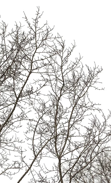 Branches d'arbres en hiver — Photo
