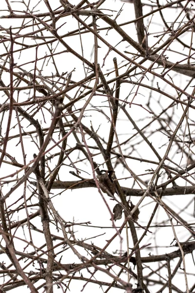 Rami d'albero su bianco — Foto Stock