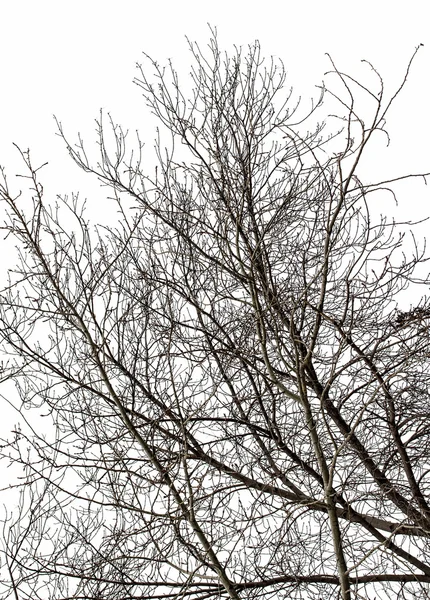 Branches d'arbres sur blanc — Photo