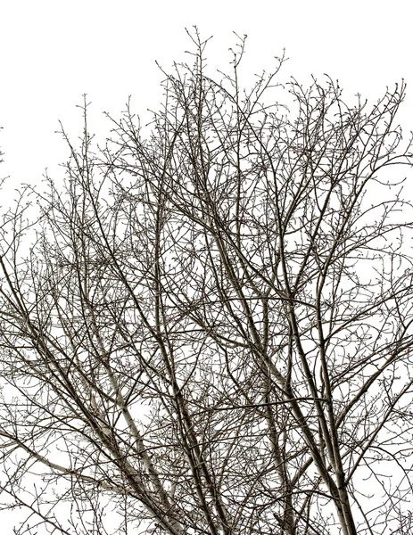 Rami d'albero su bianco — Foto Stock