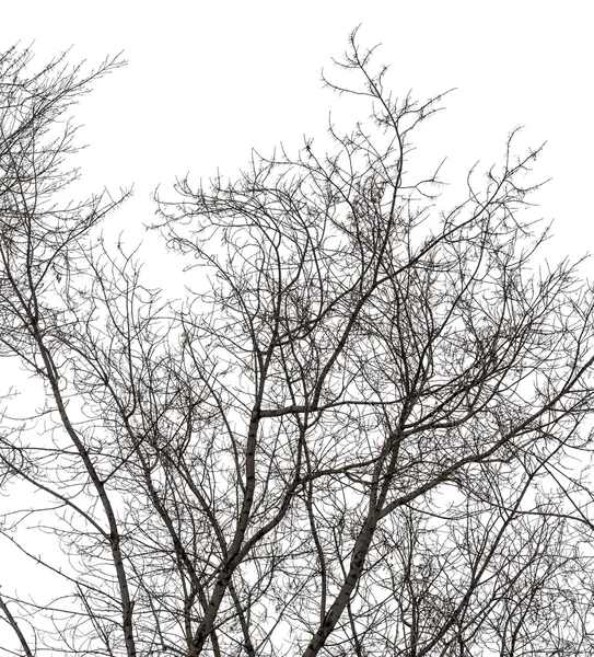 Ramas de árboles en blanco — Foto de Stock