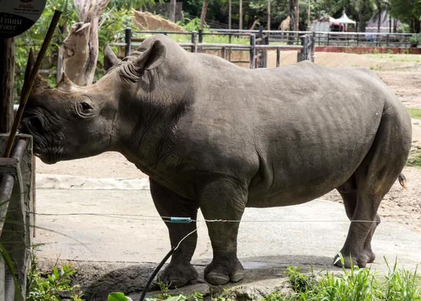 Двурогий носорог — стоковое фото